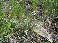 Leontopodium leontopodioides