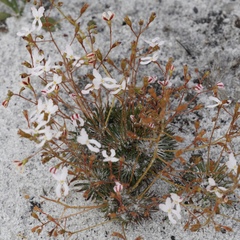 Stylidium spinulosum