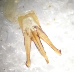 Liotrichus umbripennis