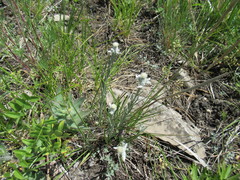 Leontopodium leontopodioides