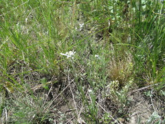 Leontopodium leontopodioides