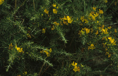 Aspalathus spinosa flavispina