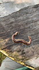 Arthurdendyus triangulatus