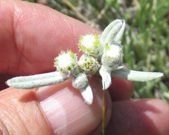 Leontopodium leontopodioides