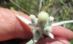 Leontopodium leontopodioides