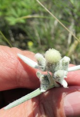 Leontopodium leontopodioides