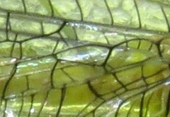 Calochrysa extranea