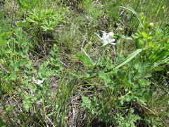 Leontopodium leontopodioides
