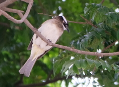 Pycnonotus sinensis