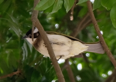 Pycnonotus sinensis