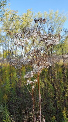 Arnoglossum plantagineum