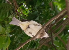 Pycnonotus sinensis