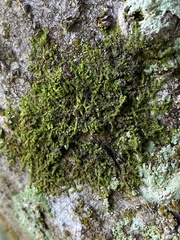 Frullania ericoides