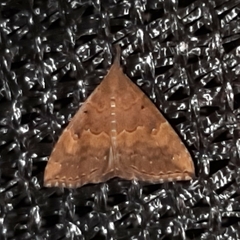 Hypena peruvialis