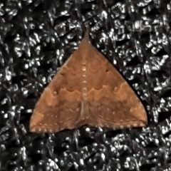 Hypena peruvialis