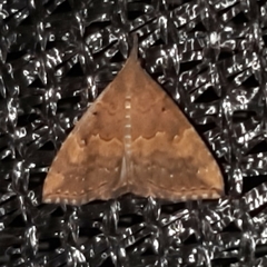 Hypena peruvialis