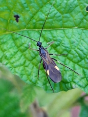 Graptocleptes