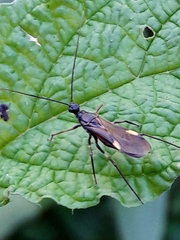 Graptocleptes