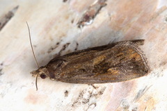 Endothenia quadrimaculana