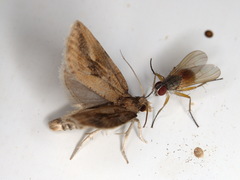 Endothenia quadrimaculana