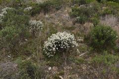 Syncarpha argyropsis