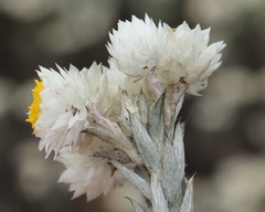 Syncarpha argyropsis