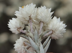 Syncarpha argyropsis