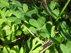 Oxalis pes-caprae