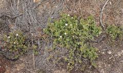 Delosperma inconspicuum