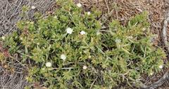 Delosperma inconspicuum