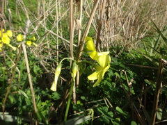 Oxalis pes-caprae