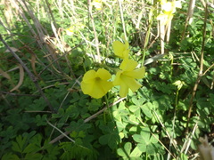 Oxalis pes-caprae