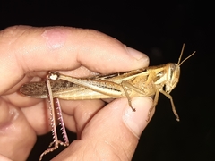 Schistocerca pallens