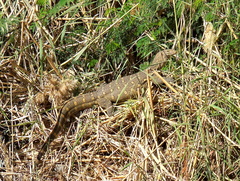 Varanus niloticus