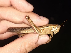 Schistocerca pallens