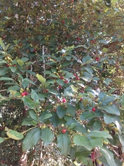 Erythroxylum fimbriatum