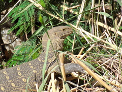 Varanus niloticus