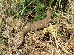 Varanus niloticus