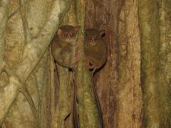 Tarsius spectrumgurskyae