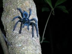 Lampropelma carpenteri