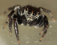 Evarcha denticulata