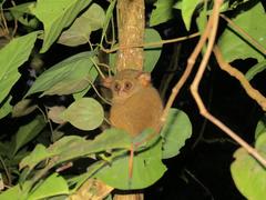 Tarsius spectrumgurskyae