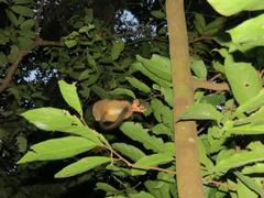 Tarsius spectrumgurskyae