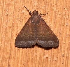 Physula albipunctilla