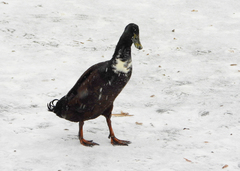 Anas platyrhynchos domesticus