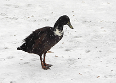 Anas platyrhynchos domesticus