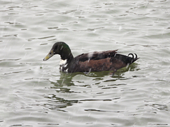 Anas platyrhynchos domesticus