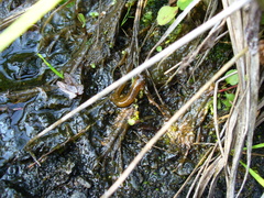 Desmognathus santeetlah