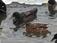 Anas platyrhynchos domesticus