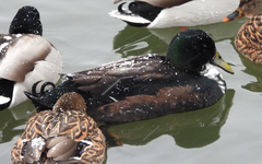 Anas platyrhynchos domesticus